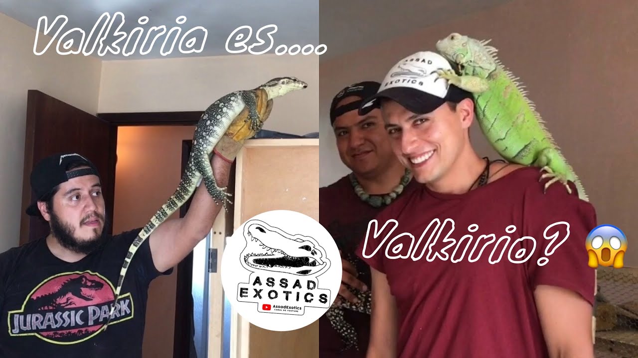 LOS VARANOS DE AssadExotics (VALKIRIA ES... 😱) ULTIMA PARTE