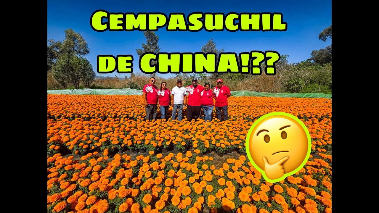 Desmintiendo que el Cempasuchil viene de CHINA