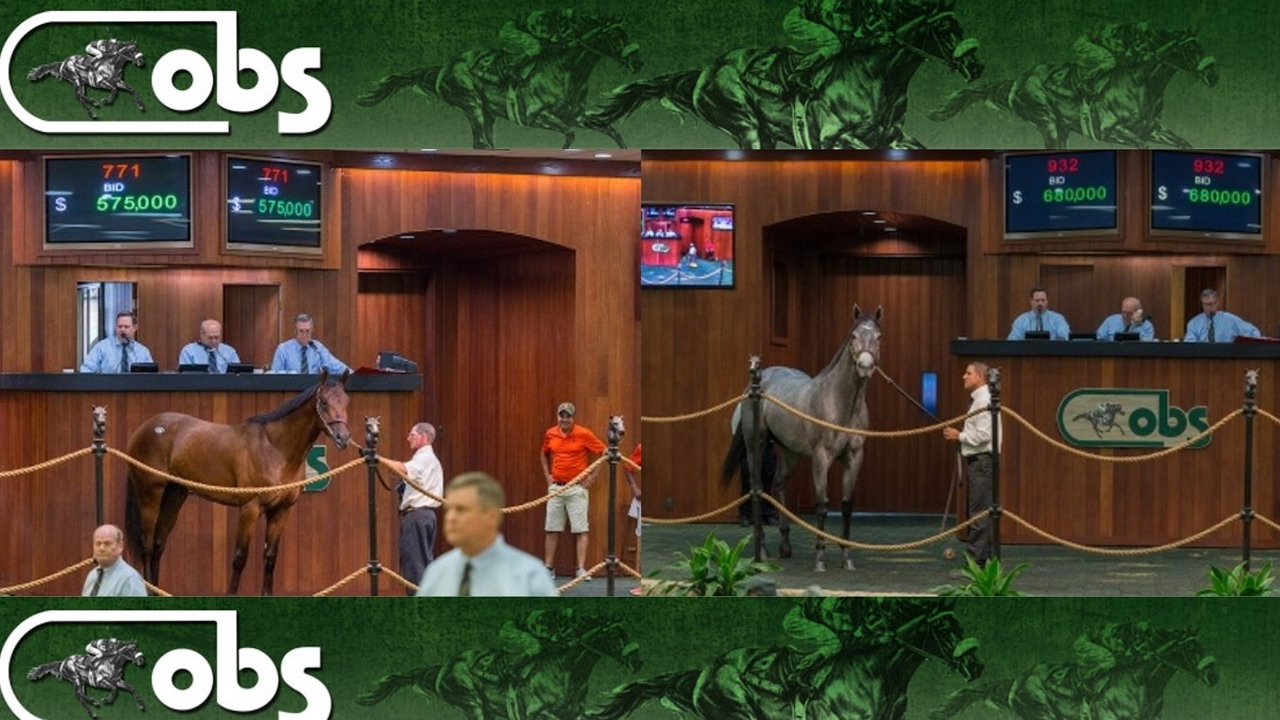 Ocala Breeder's Sales Company Live Stream
