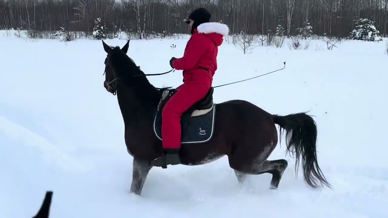 Сходили на прогулку, перетеряли вещи в сугробах. Полная конюшня людей!