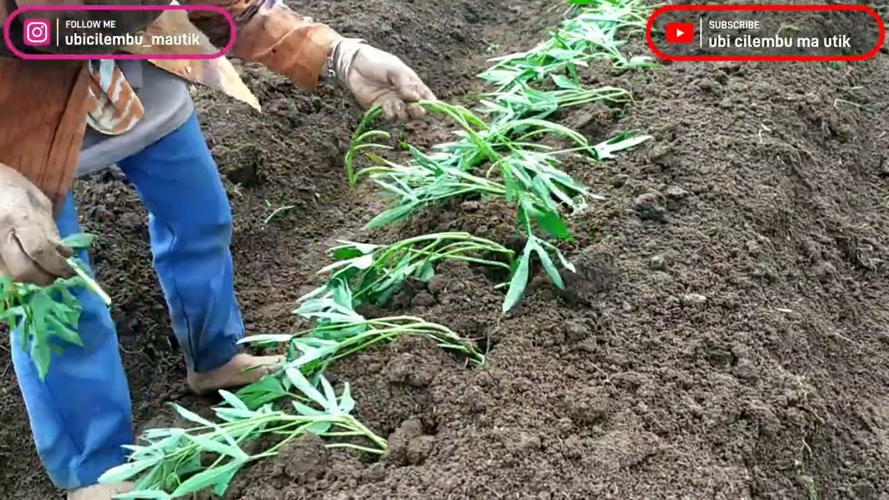 TERNYATA ADA TEKNIKNYA LOH,  MENANAM UBI CILEMBU