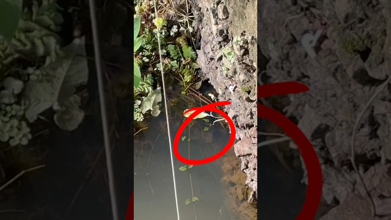 വരാലിനെ കാണാൻ മാത്രമേ ഭാഗ്യമുള്ളൂ 😭🎣 