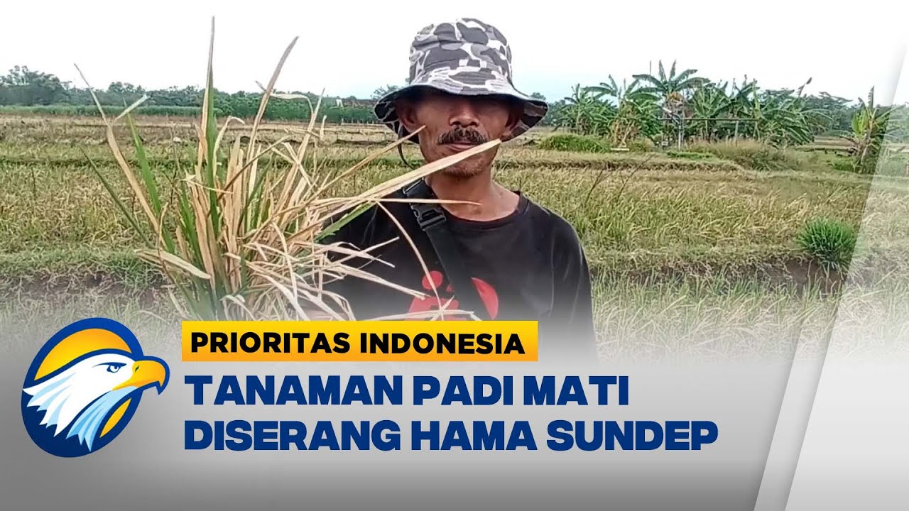 60 Hekatare Tanaman Padi Gagal Panen di Ngawi - [Prioritas Indonesia]