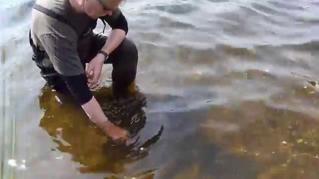 RELEASING A 