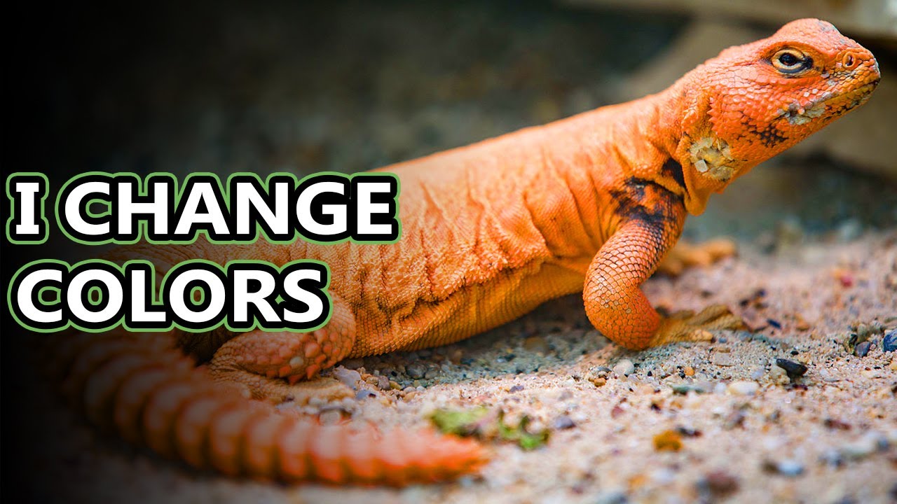 Uromastyx facts: the pancake lizards | Animal Fact Files