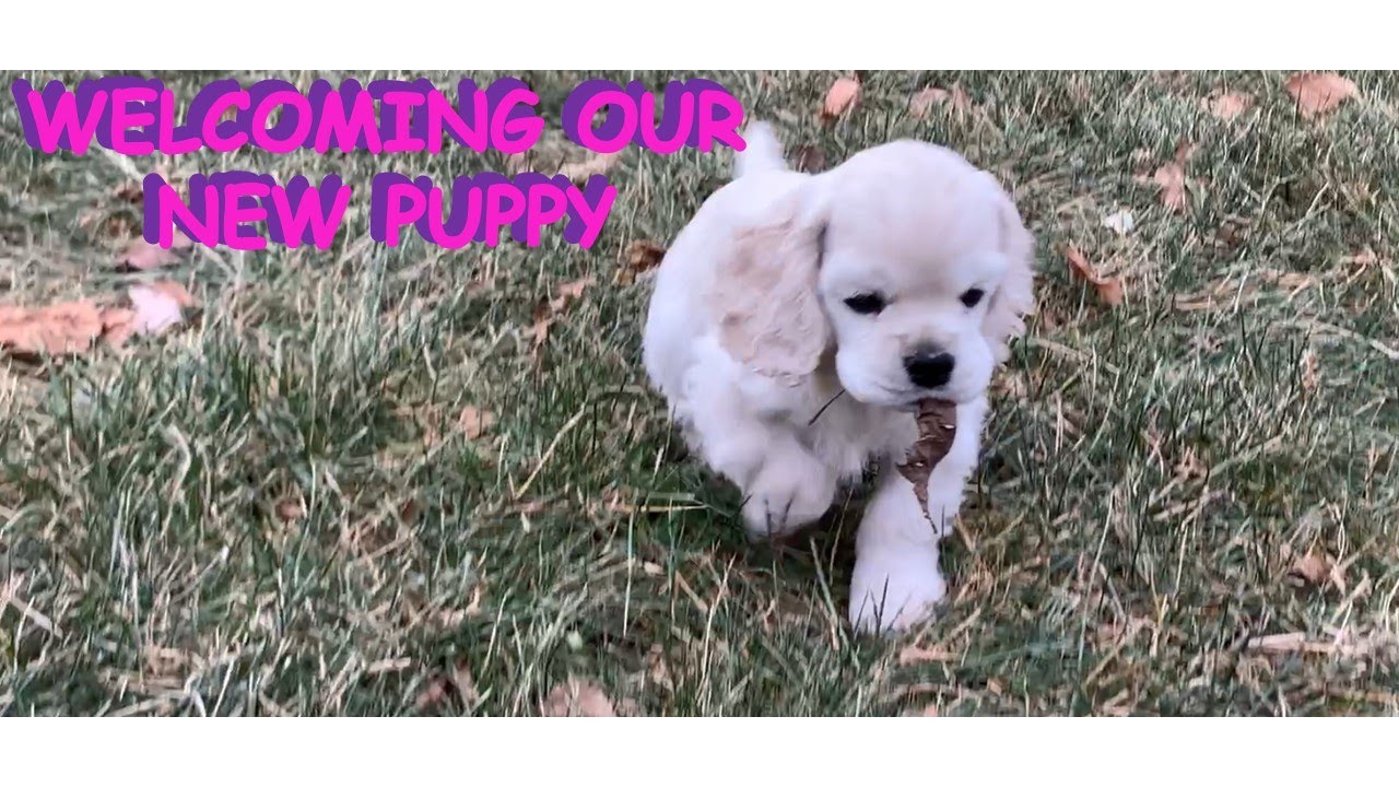 Welcoming our new family member -- an adorable American Cocker Spaniel puppy!