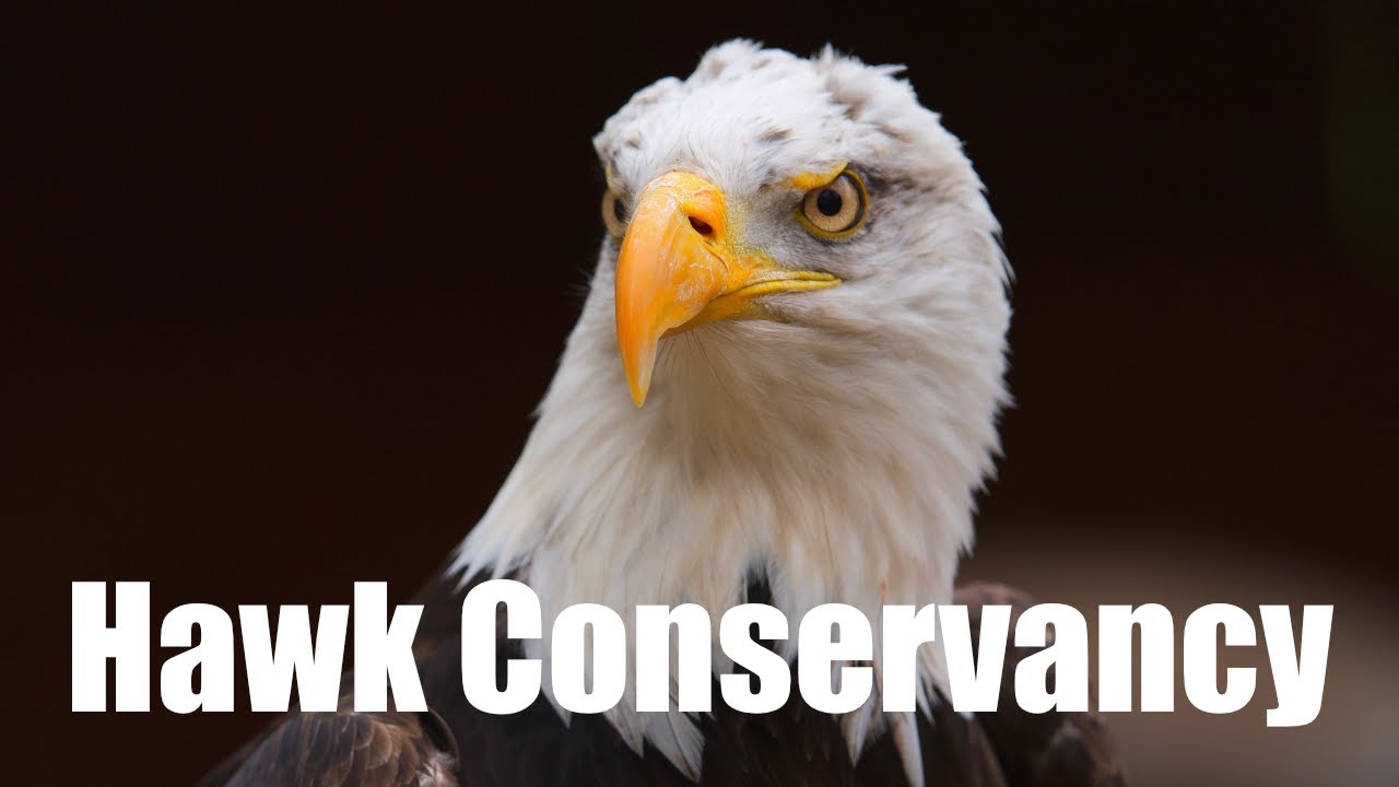 Hawk Conservancy Trust Bird of Prey Centre, Andover, Hampshire, UK | 4K 60