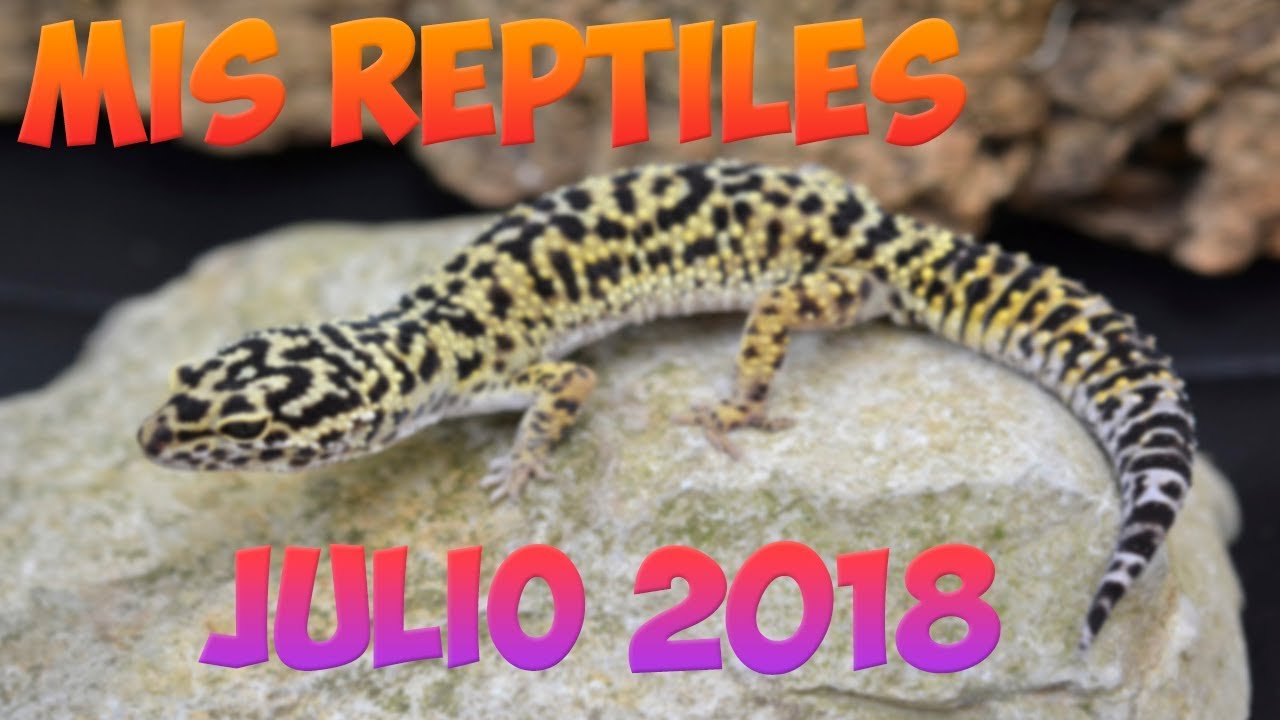 Mis Reptiles  (Julio 2018)