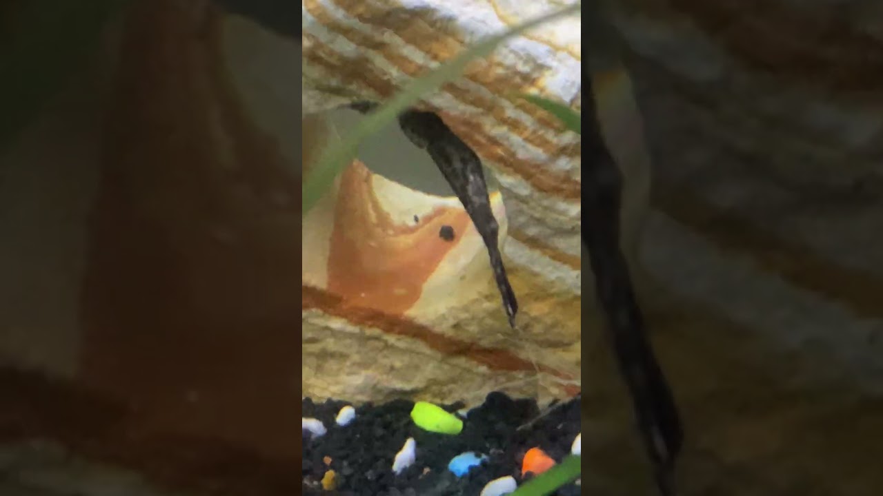 Bir kahramanın kuyruğu