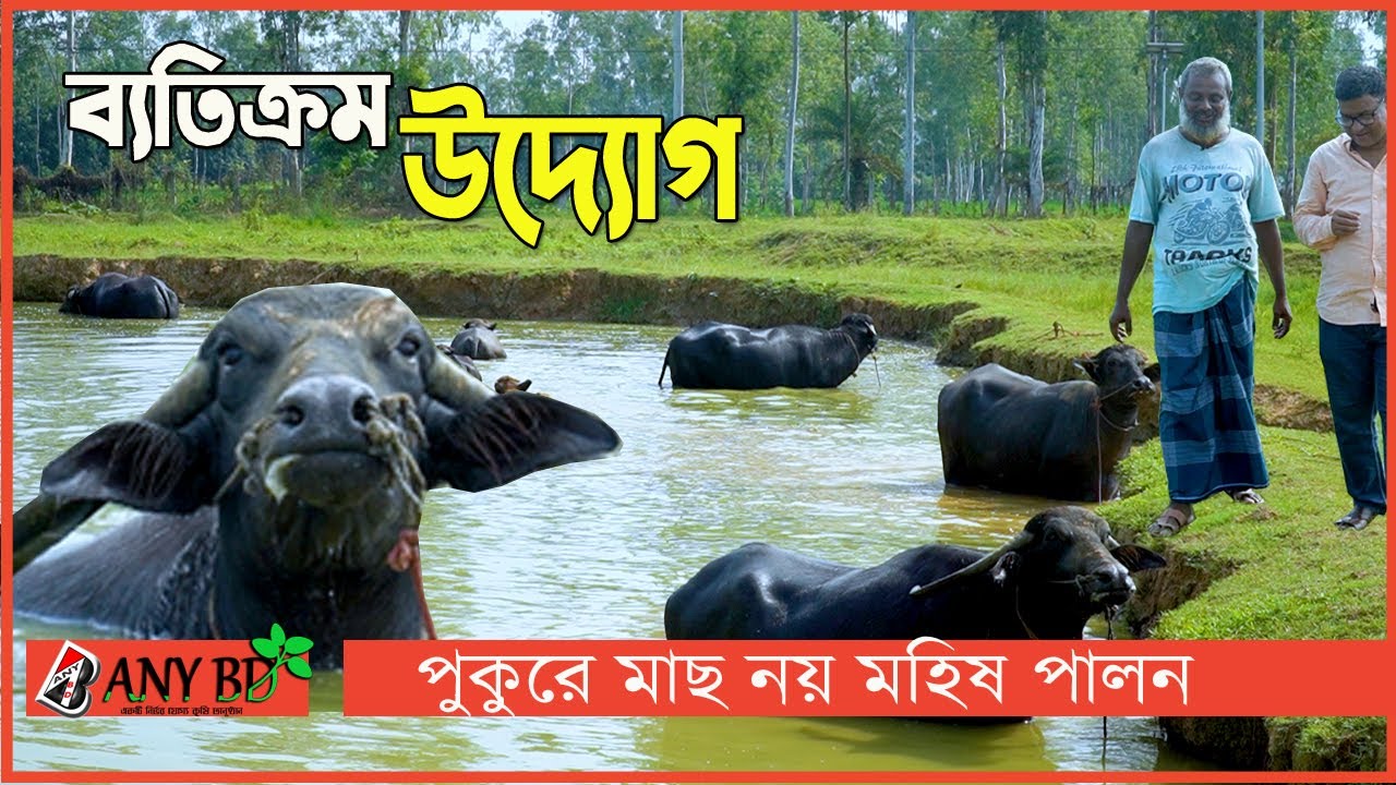 পুকুরে মাছ নয় মহিষ পালন ব্যতিক্রম উদ্যোগ। মহিষ মোটাতাজাকরণের খামার। নতুন আইডিয়া। কিভাবে পালন করবেন