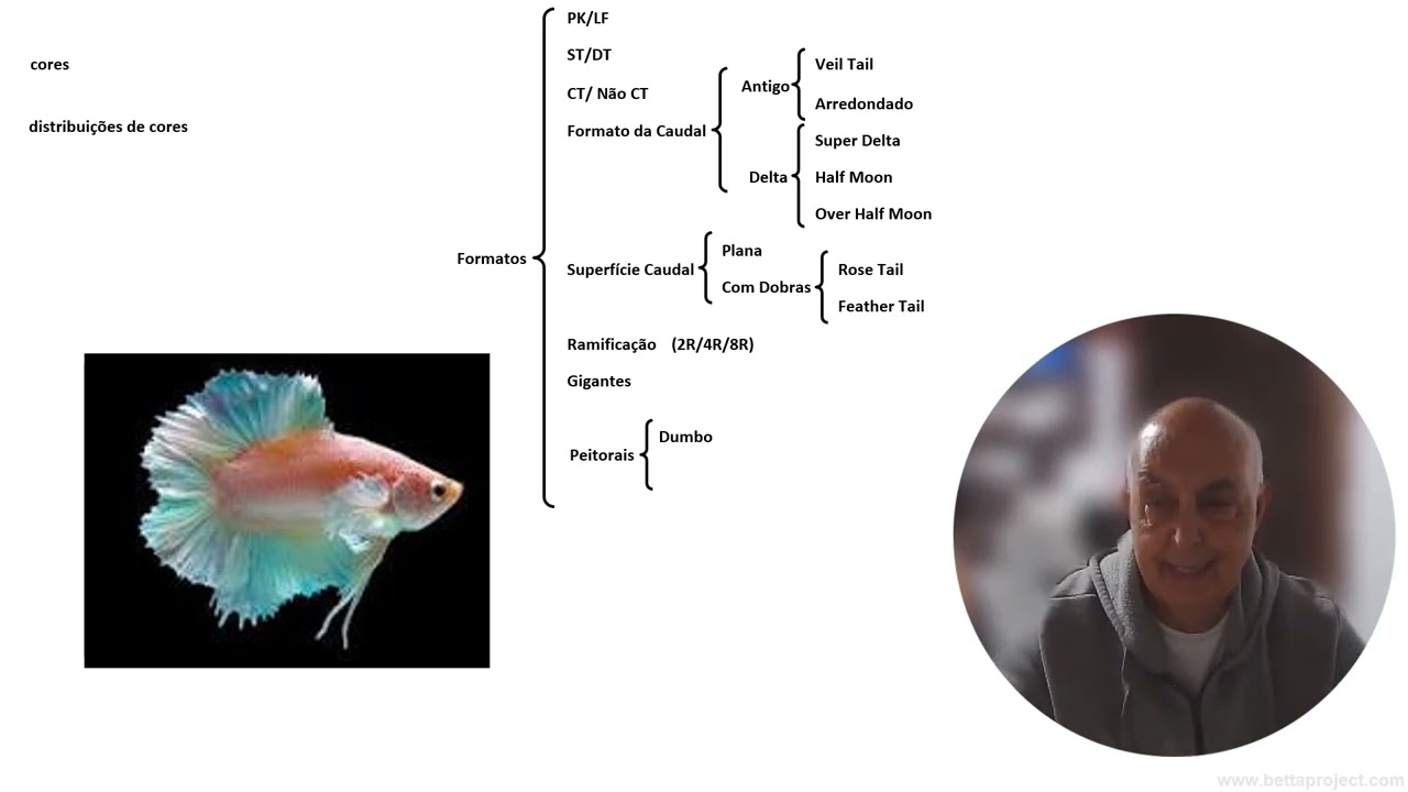 GENÉTICA DO PEIXE BETTA - características fenotípicas trabalháveis nos bettas: formatos ou shape