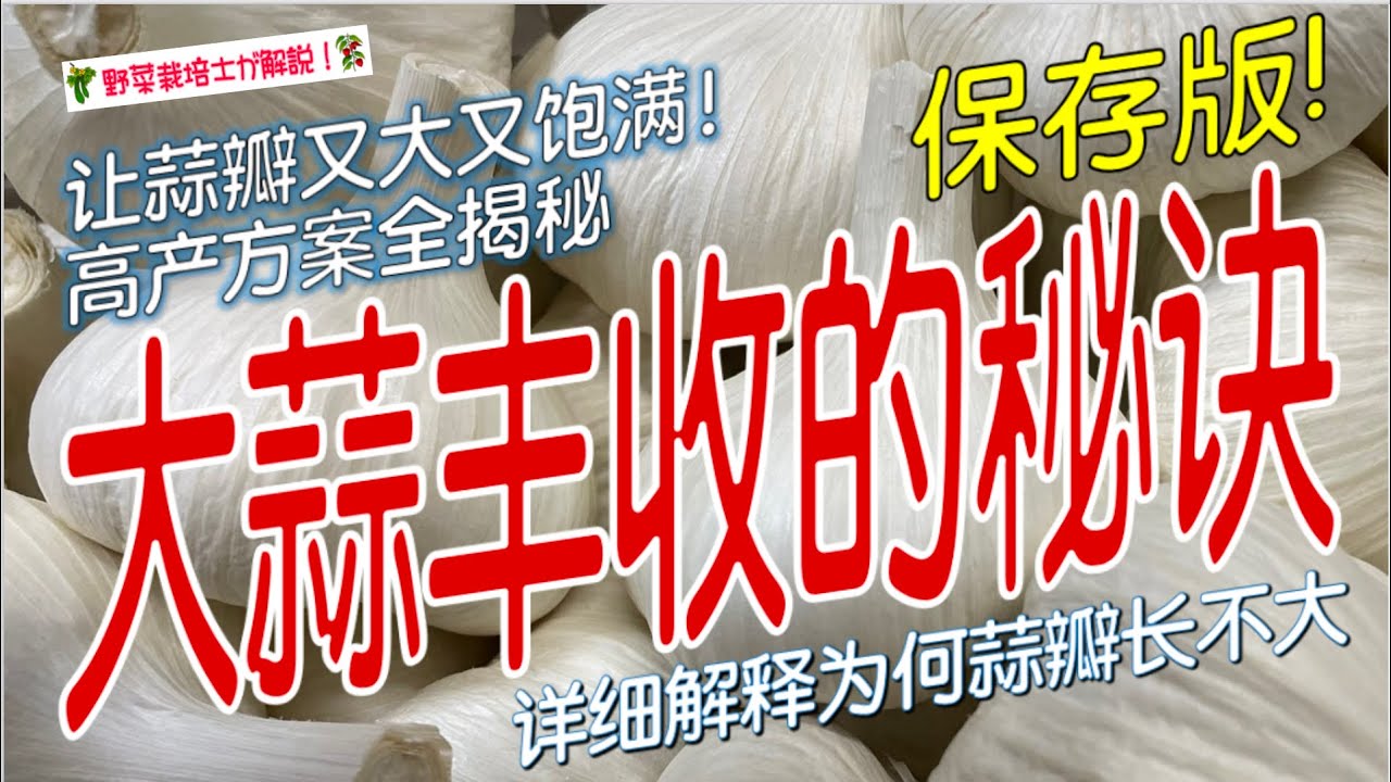 《大蒜丰收的秘诀》种大蒜必看！100%发芽率+大蒜膨大秘诀，一次搞懂大蒜种植全流程