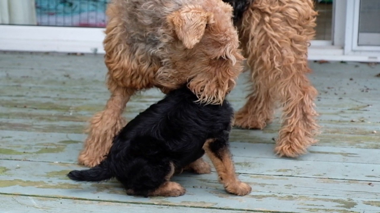 AIREDALE PUPPIES FIRST DAY OUTSIDE