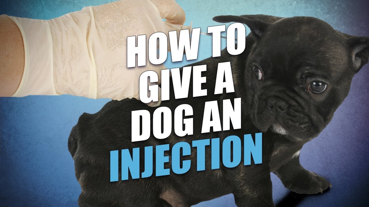 How to Give a Dog an Injection At Home (The Easy Way)