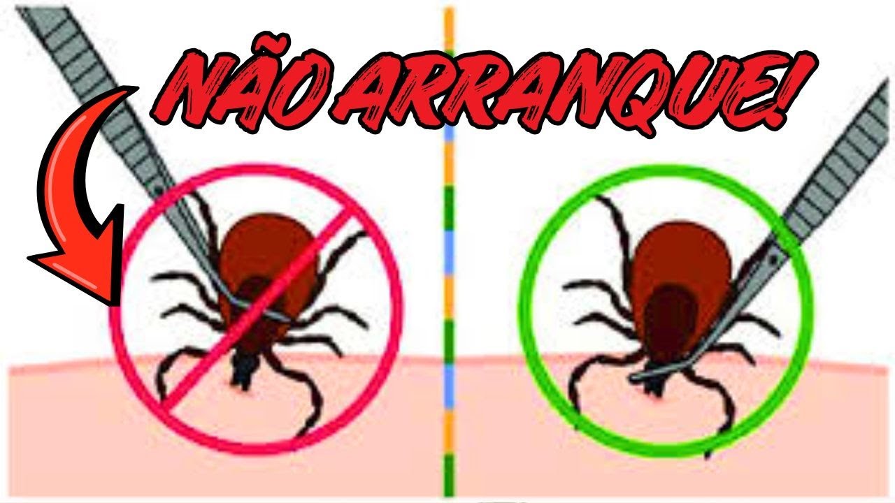 Melhor produto anti carrapato para cães 