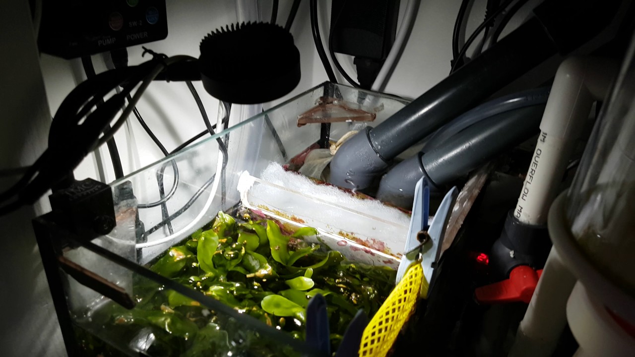 NSW (Natural Sea Water) REEF, Sump / Filtration.