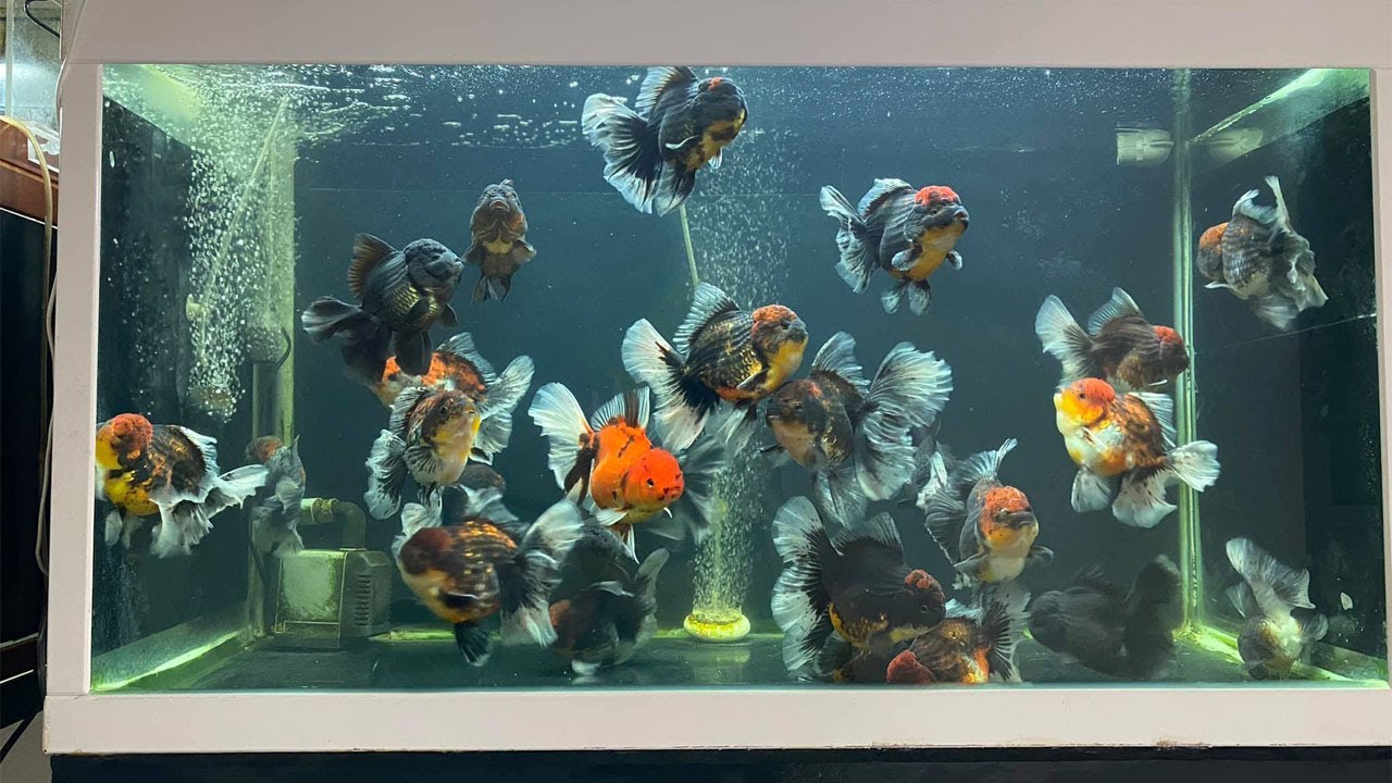 Goldfish always the best for fish aquarium lover