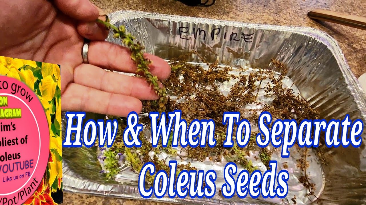 Harvesting Coleus Seeds SIMPLY- Here or at Home.