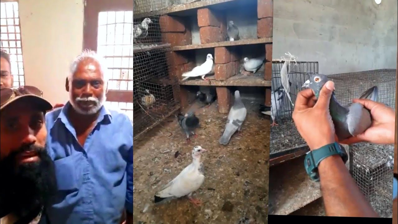 අස්කින් අයියගෙ නාගර්කෝයිල් ගමන! 🕊️🇮🇳 වෙල්යානි කුමාර්ගේ  පරවි කූඩුව බලන්න යමු.  Pigeon in Nagercoil