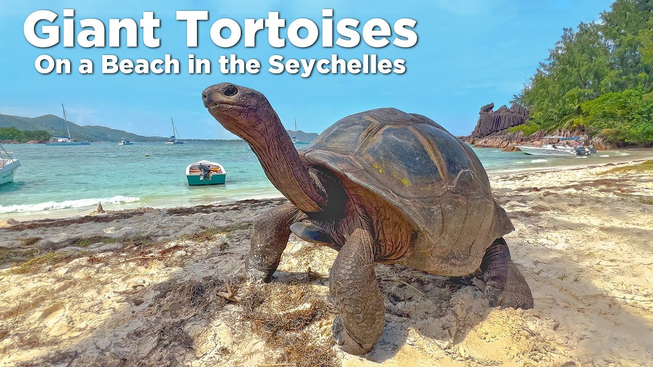 Giant Tortoises Take Over the Beaches of the Seychelles!