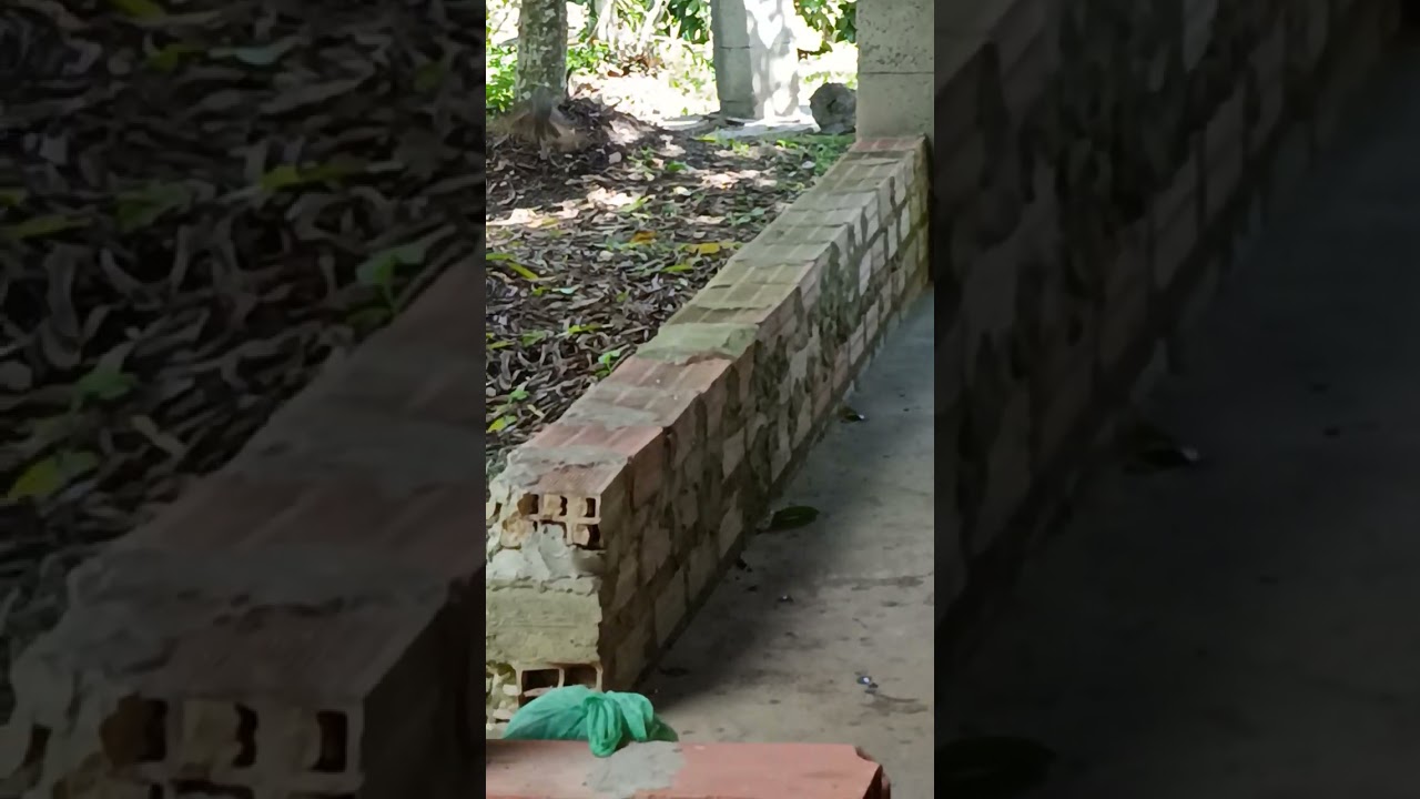 Estou tentando salvar ela 