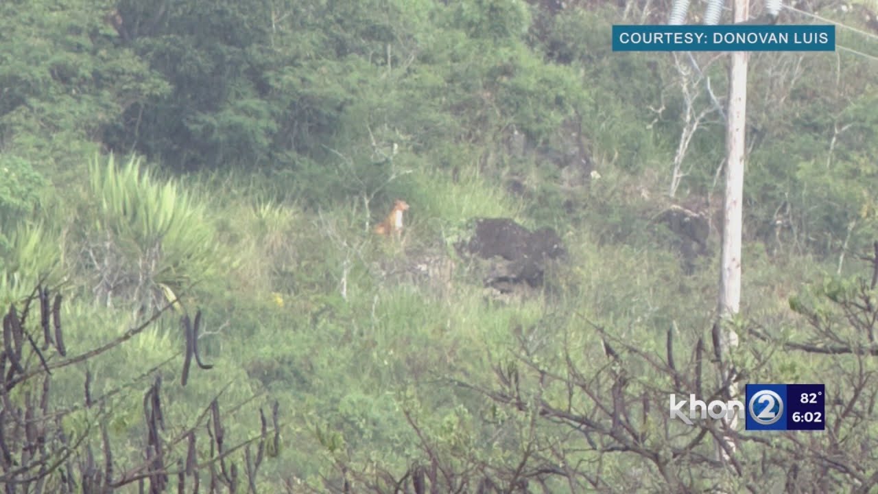 Residents try to catch glimpse of mystery animal at UH Manoa