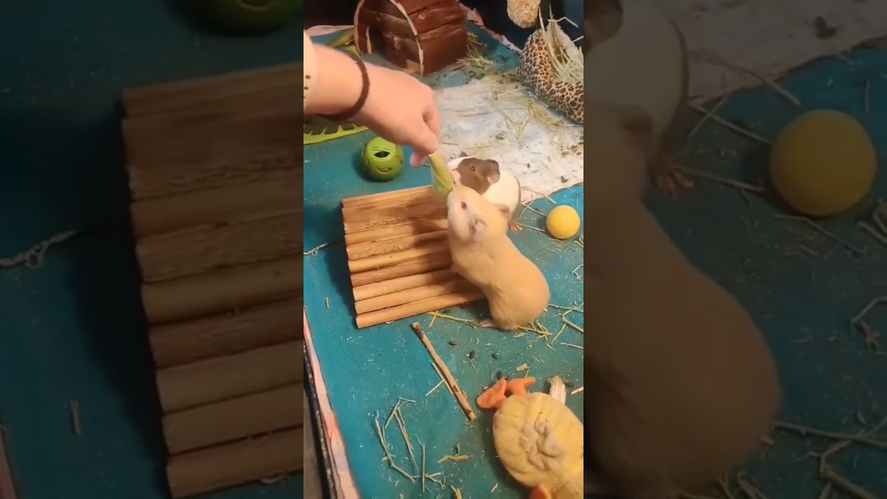 Can guinea pigs eat corn husks??