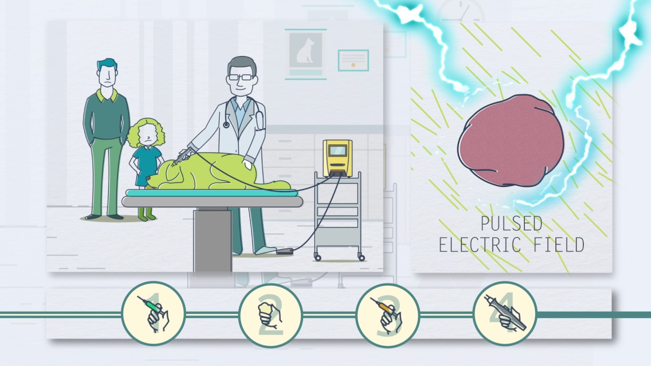 Electrochemotherapy in Veterinary Medicine
