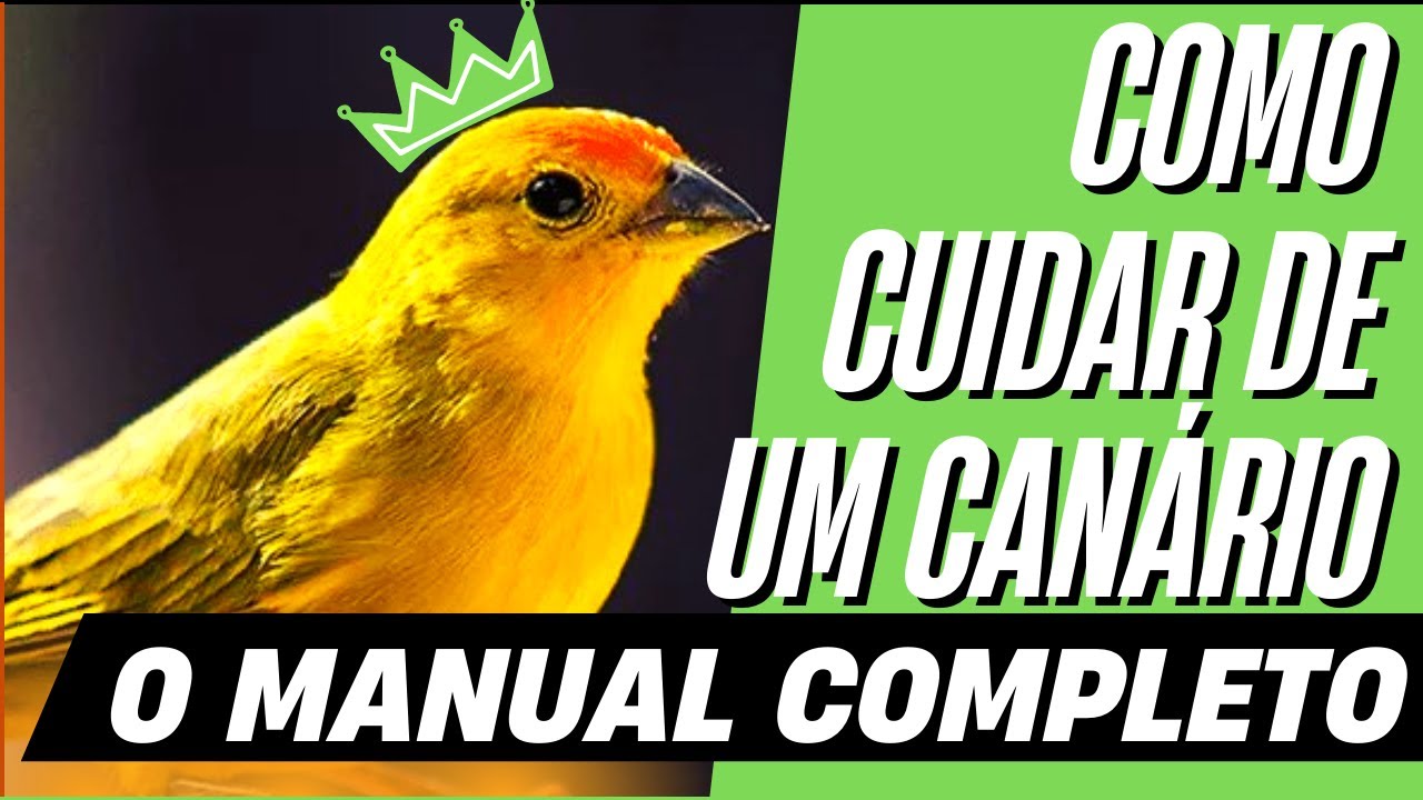 Como Cuidar de um Canário, O manual completo Para Seu Canário Ter Melhor Desempenho Possível Inédito