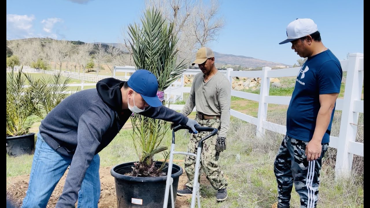 បង General ដាំដើមល្មើ​រ    Bong General Planting Edible Date Palm Tree