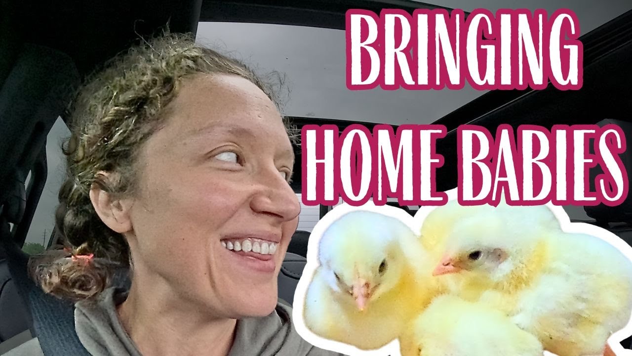 Can I REALLY Fit 300 Chickens in My F-350 Truck?