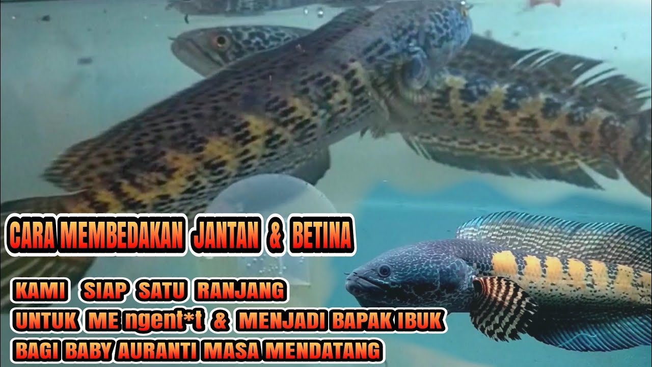tips memilih auranti jantan dan betina 100% akurat