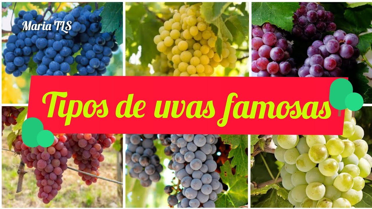 Conheça+30 nomes tipos de uvas famosas na produção de vinhos\(*;*)/#mariatls #nomesuvas #vinho