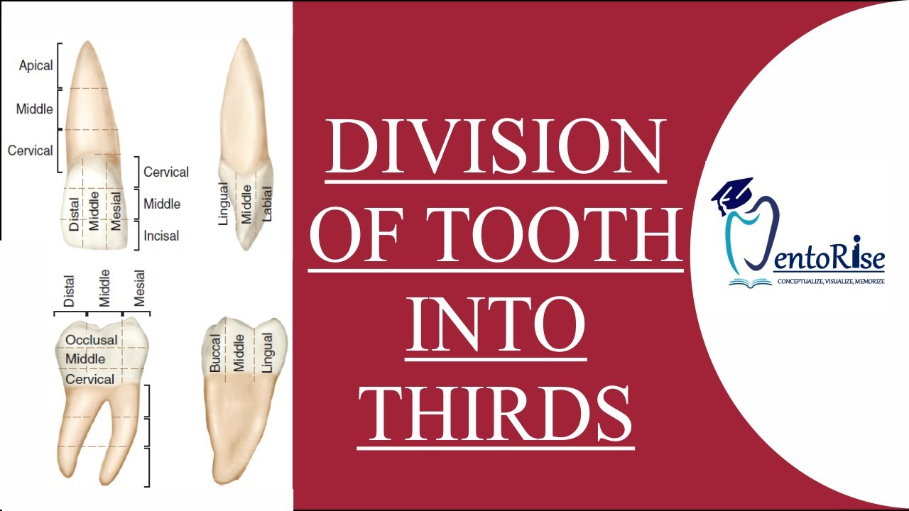 Division of tooth into thirds | Division into thirds teeth | Basic Concepts of Dental Anatomy