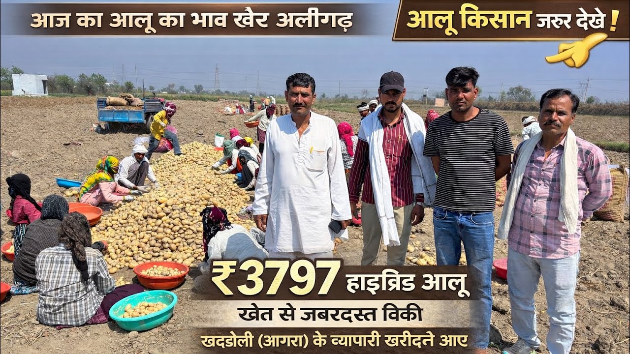 खैर अलीगढ़ में ₹3797 हाइब्रिड आलू 😲 खेत से जबरदस्त बिक्री | खदौली आगरा के व्यापारी खरीदने पहुंचे