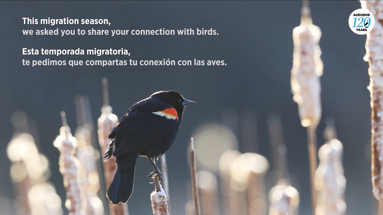 Your Bird Journeys Are Something to Celebrate