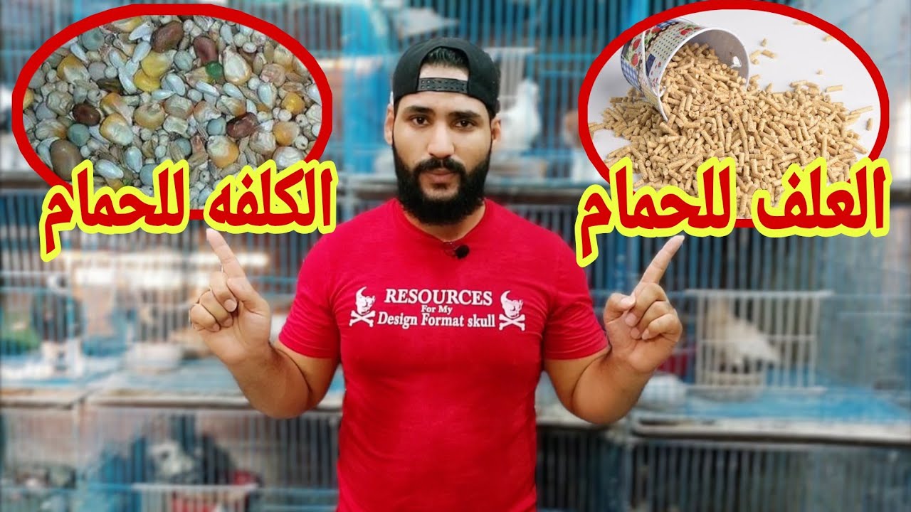 اوعي تأكل الحمام علف او كلفه بالطريقه دي | هيموت منك