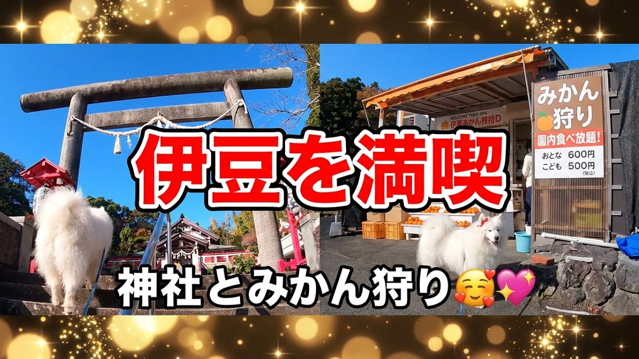 💖サモエドさくら💖愛犬と楽しむ伊豆の旅！ペットフレンドリーな神社＆愛犬の駅散策🥰 🐶💖✨🐶🐕🐩💖