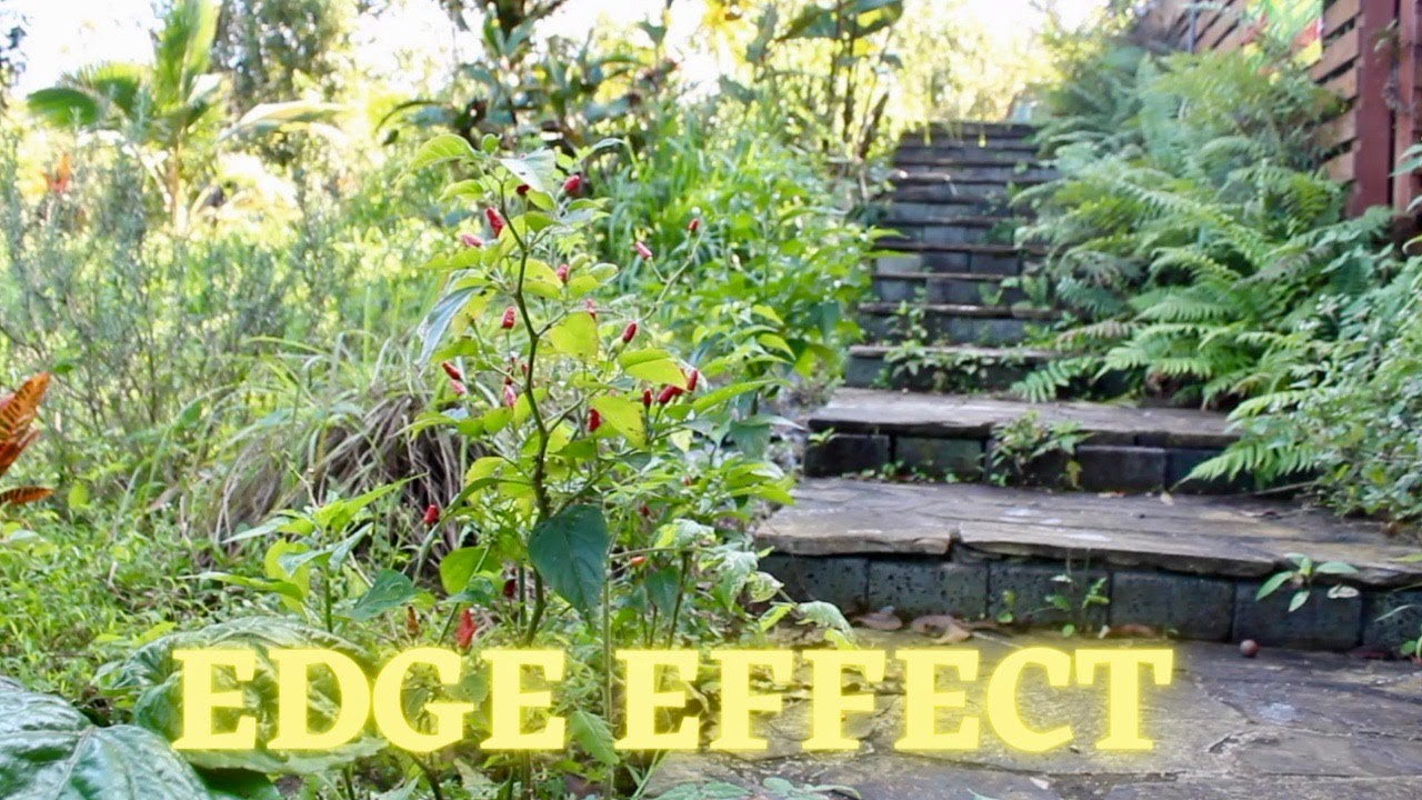 Defining the EDGE EFFECT | Principles of Permaculture | Eat And Be Eaten