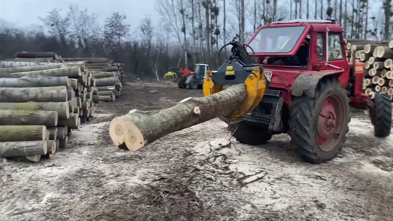 Nyárfa erdő véghasználat!