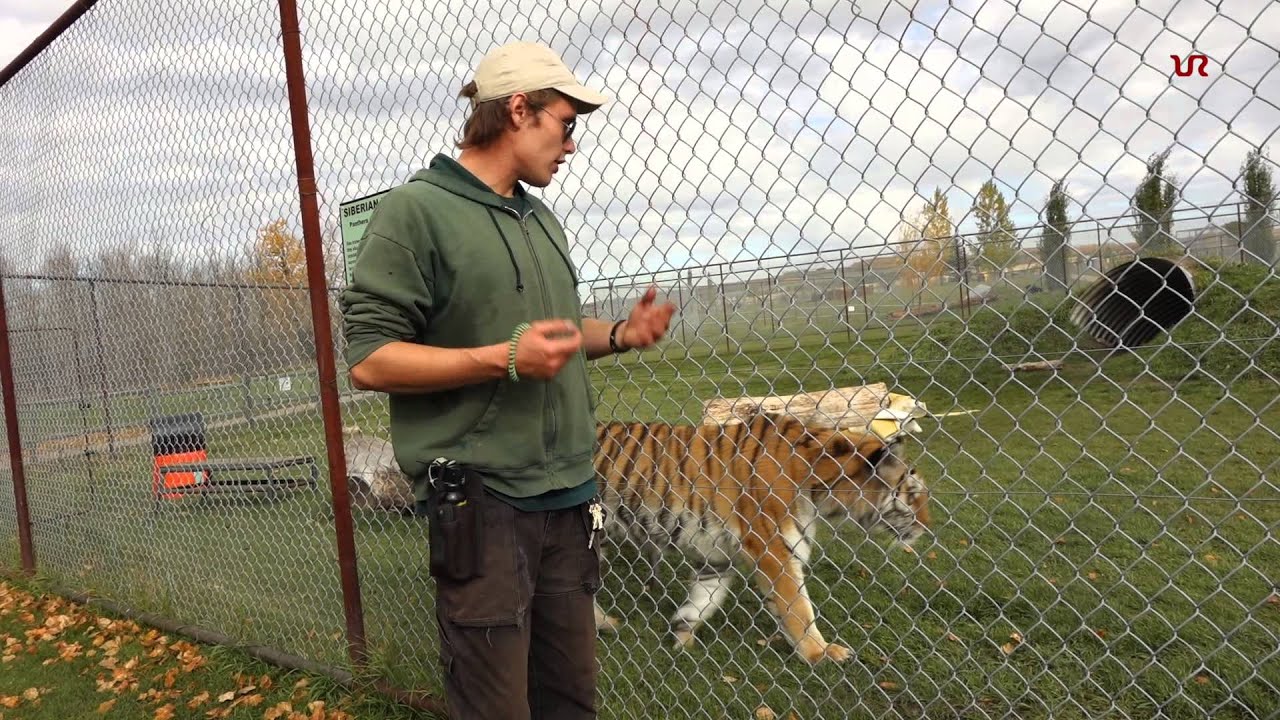 Zookeeper talks about Siberian Tiger