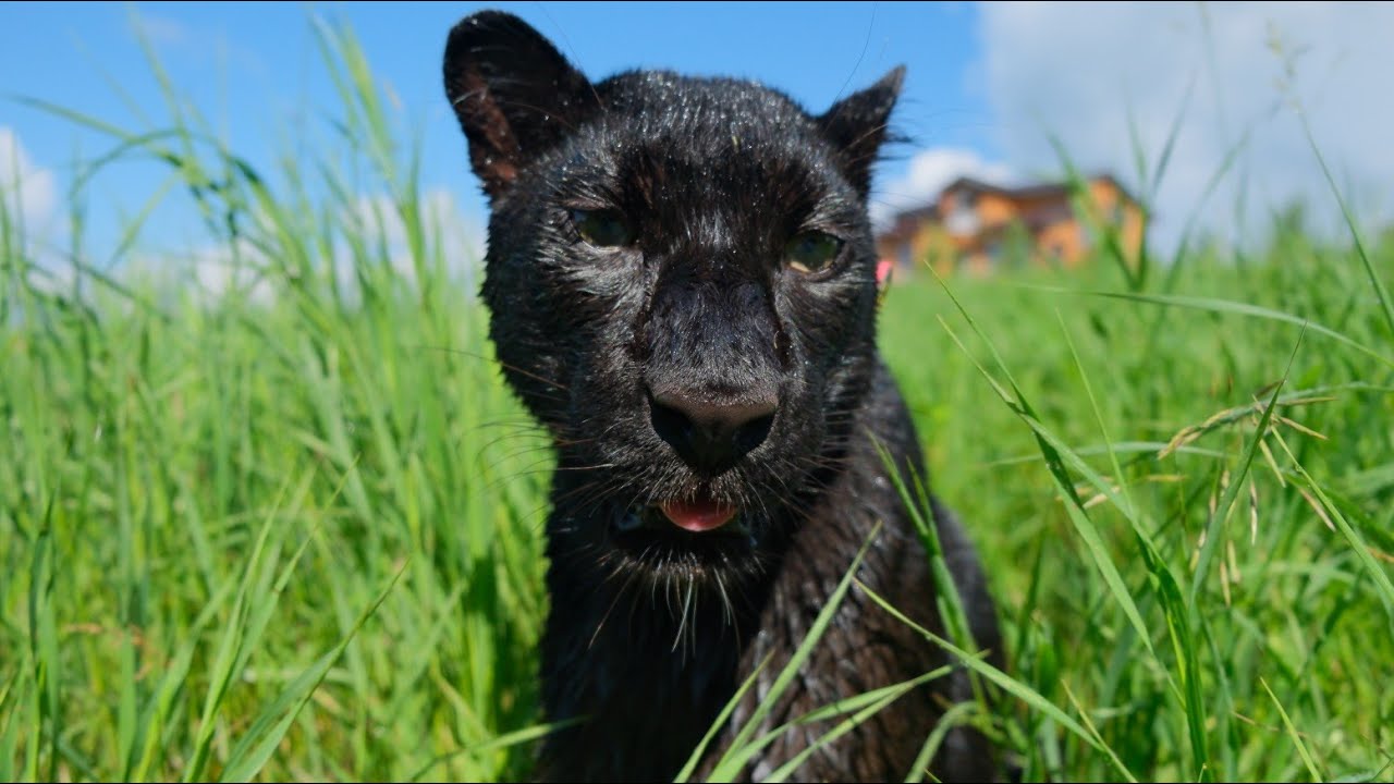Режиссер Вова и его усатые актрисы😂😸