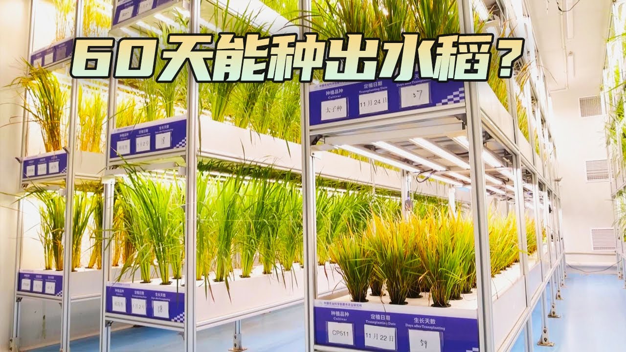 60天能种出水稻？产出的大米口感究竟怎样，好吃吗？「“米袋子”中的“黑科技”」| 农业致富经 Agriculture And Farming