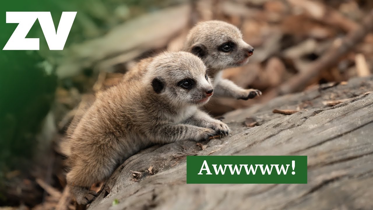 Cuteness Alert! Five minutes of Meerkat pups being adorable