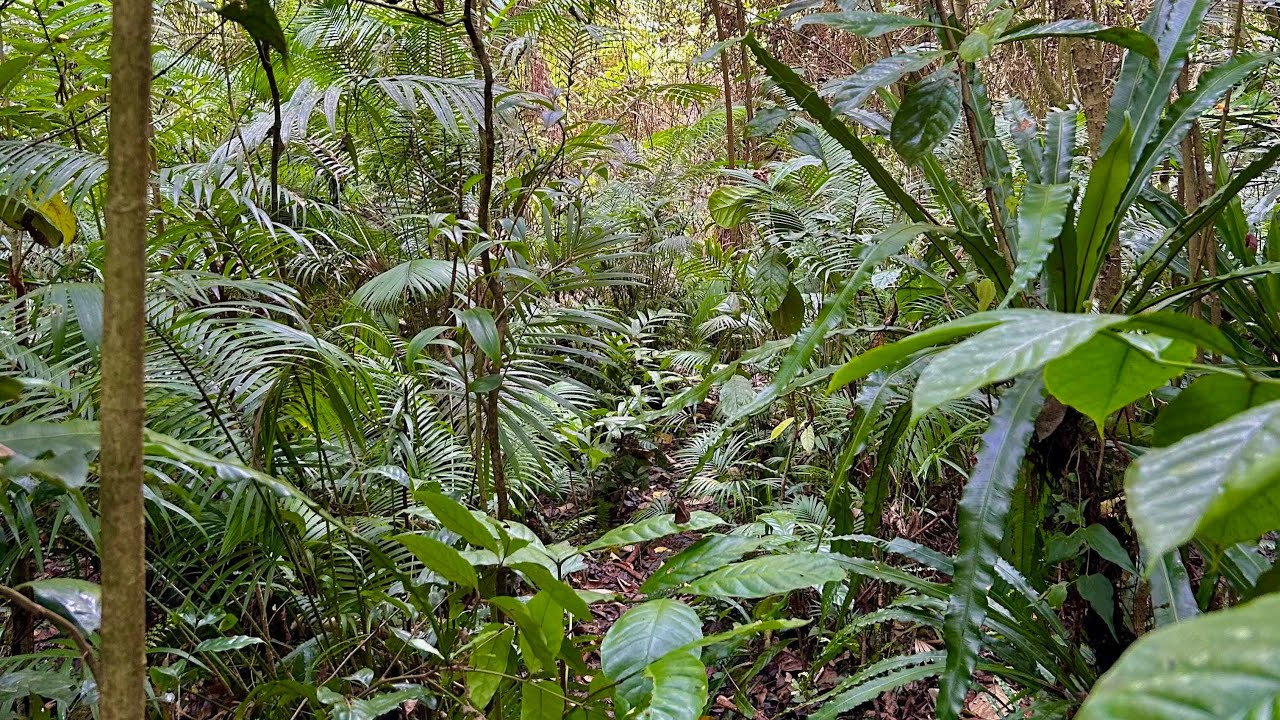 A Peaceful hike through the Bali Rainforest