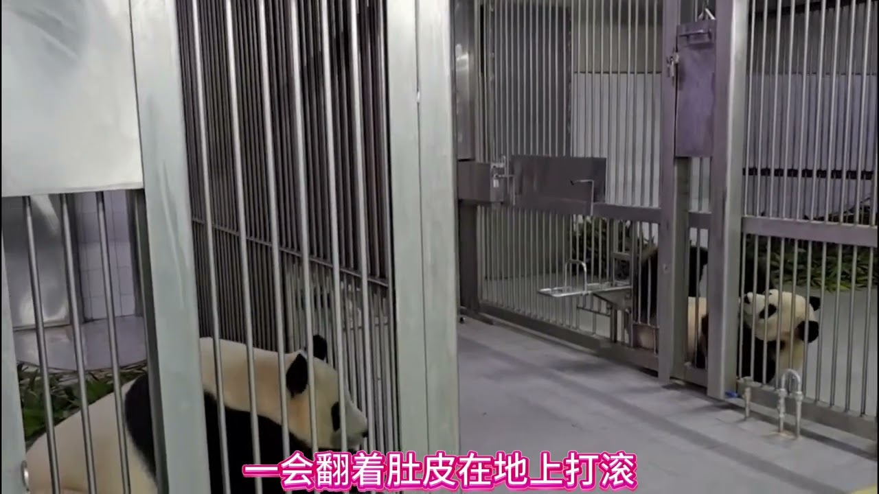 260130001乐宝痴迷爱宝，乐宝真的爱惨了爱宝，动物只是不会说话其实他们什么都懂，他们之间的感情比我们想象得更纯粹。当看到平时不爱笑的乐宝，一见到爱宝就笑成那不值钱的小样，才知道乐宝是有多喜欢爱宝