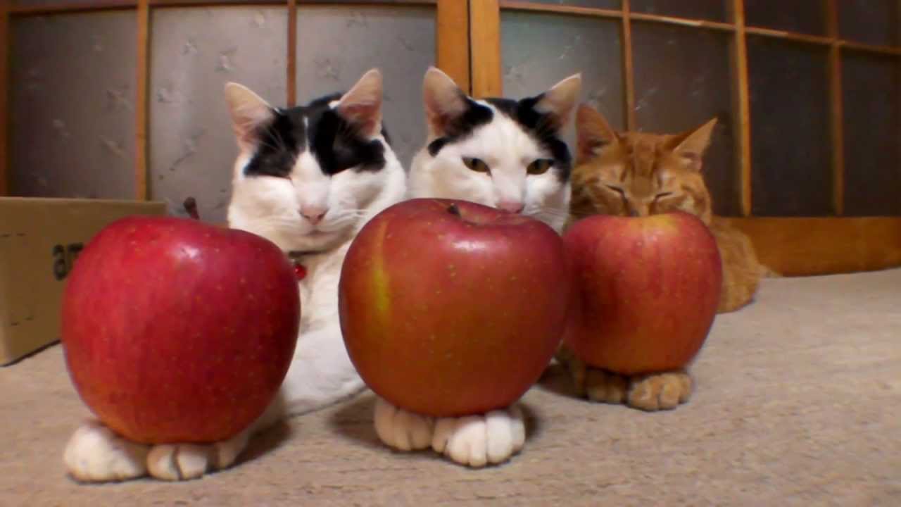 のせ猫　まとめ１