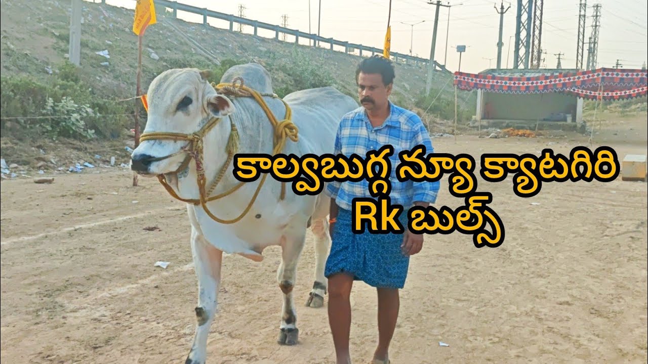 కాల్వబుగ్గ న్యూ క్యాటగిరి విభాగానికి వచ్చిన Rk బుల్స్