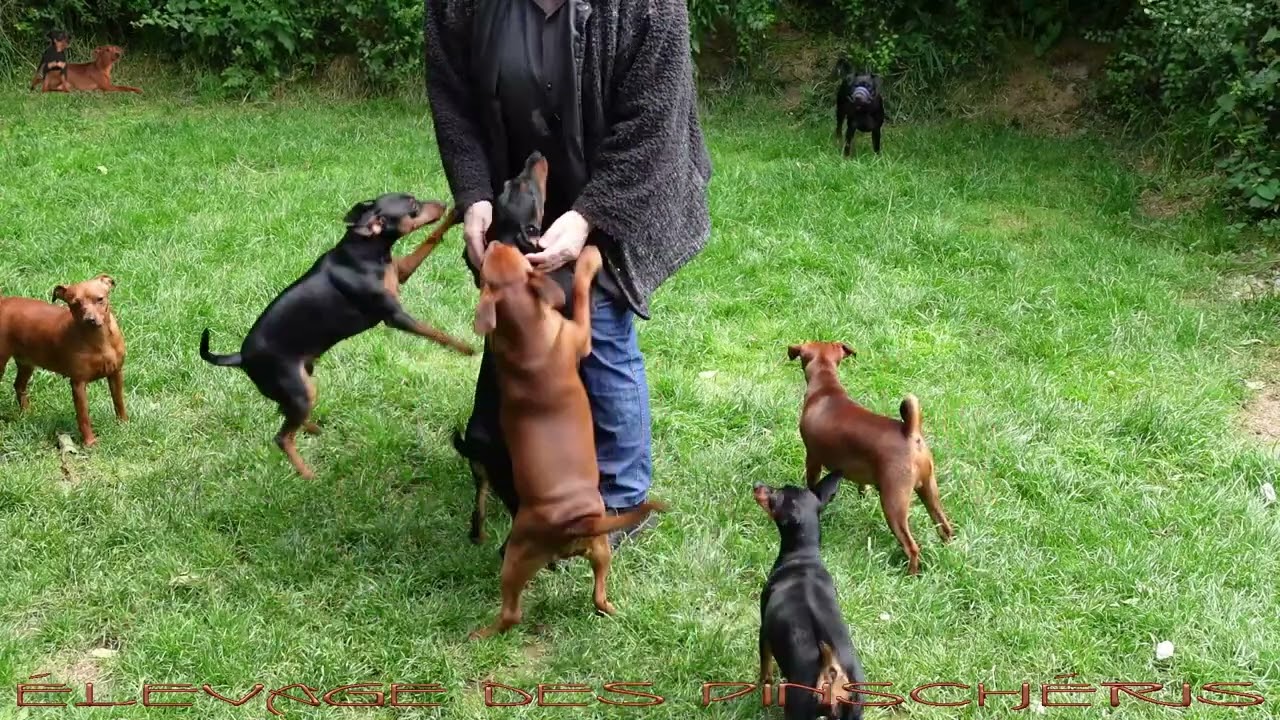 PINSCHER NAIN MANCHE - Présentation des chiens dans le jardin le 22 juin 2024