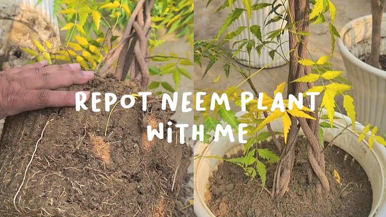 How to grow Neem at home | Repotting Neem plant | Repot Neem Plant with me